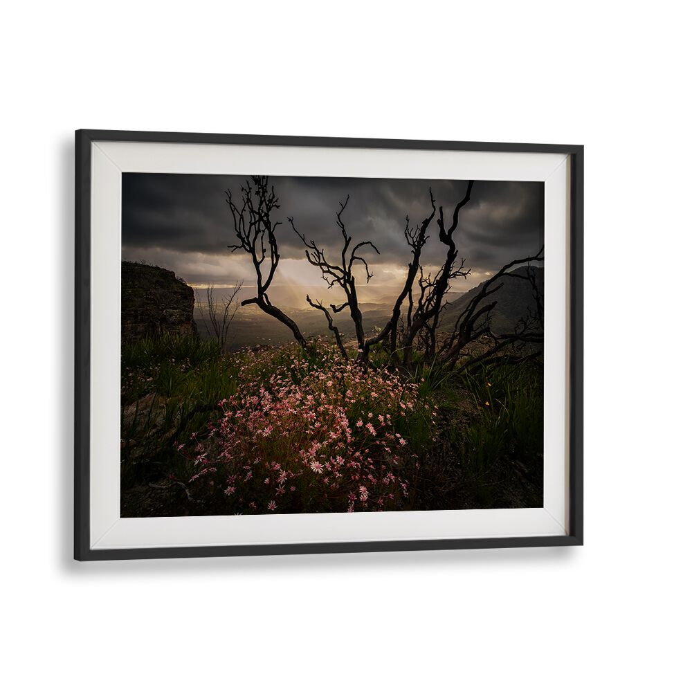 Stunning ACTINOTUS FORSYTHII, PHOTOGRAPHY PRINTS showcasing the beauty of Australian flora in a captivating landscape.