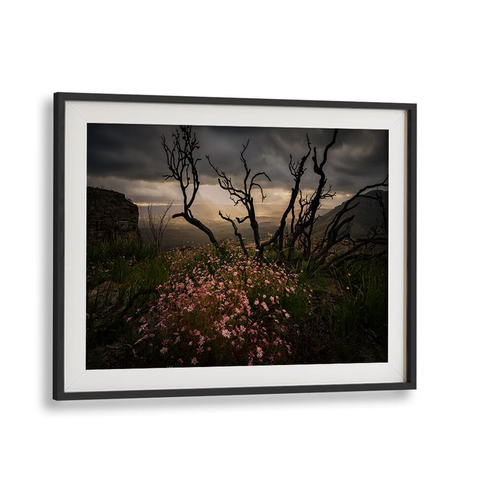 Stunning ACTINOTUS FORSYTHII, PHOTOGRAPHY PRINTS showcasing the beauty of Australian flora in a captivating landscape.