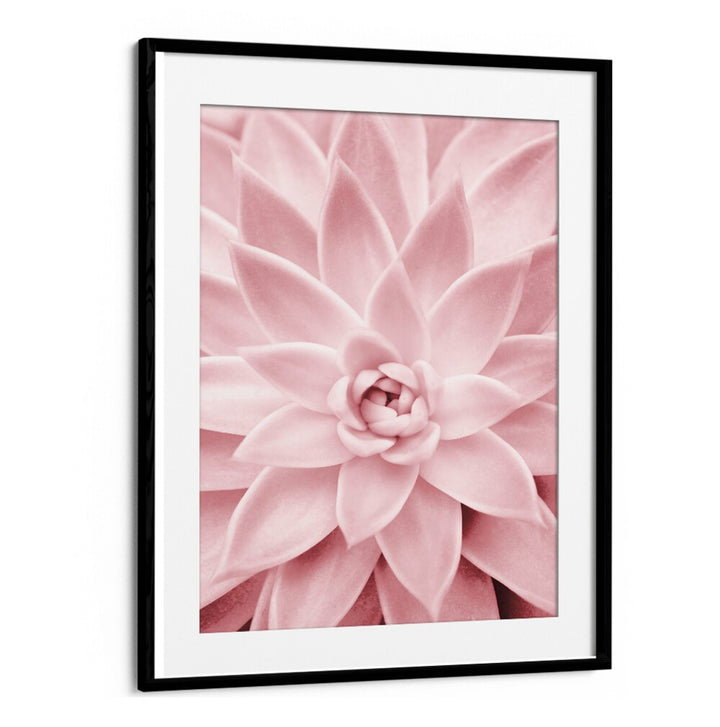 Stunning PINK SUCCULENT, FLORAL FLOWER PAINTINGS enhance home decor with beauty and low-maintenance charm.