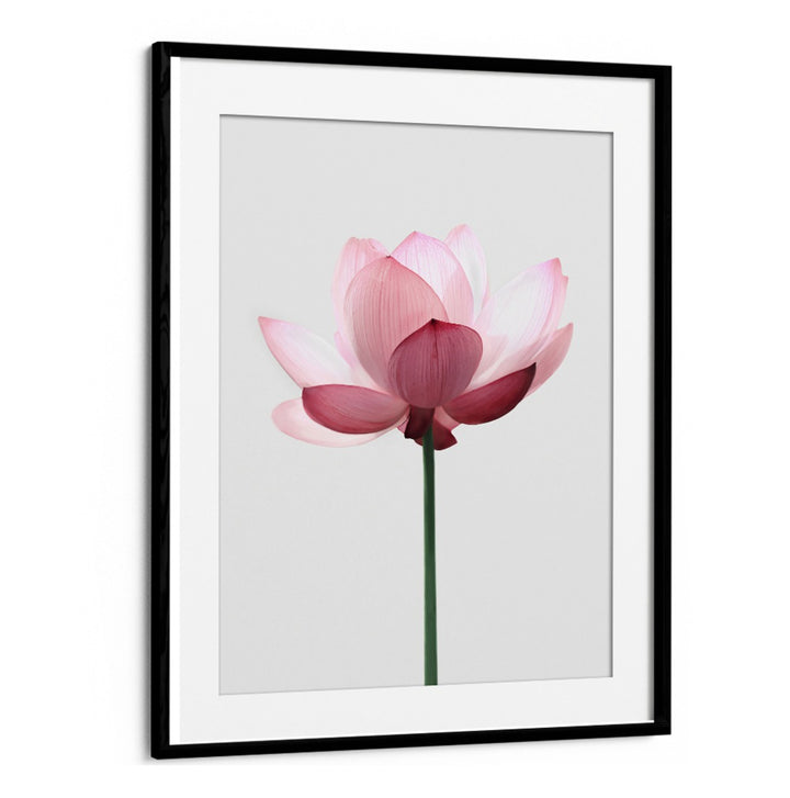 Elegant LOTUS FLOWER, FLORAL FLOWER PAINTINGS bring tranquility and beauty to any space, enhancing your decor.