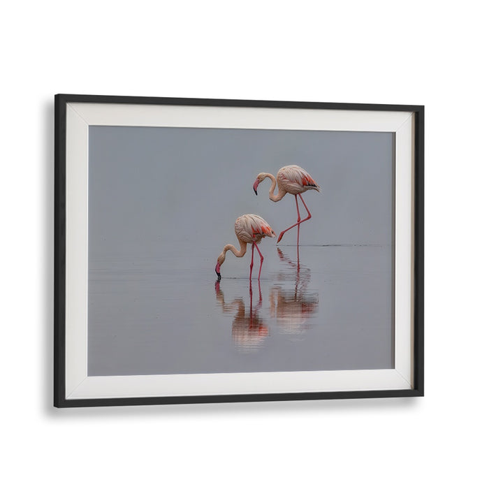 Elegant flamingos wade through serene waters, featured in our FLAMINGOS, PHOTOGRAPHY PRINTS for nature lovers.
