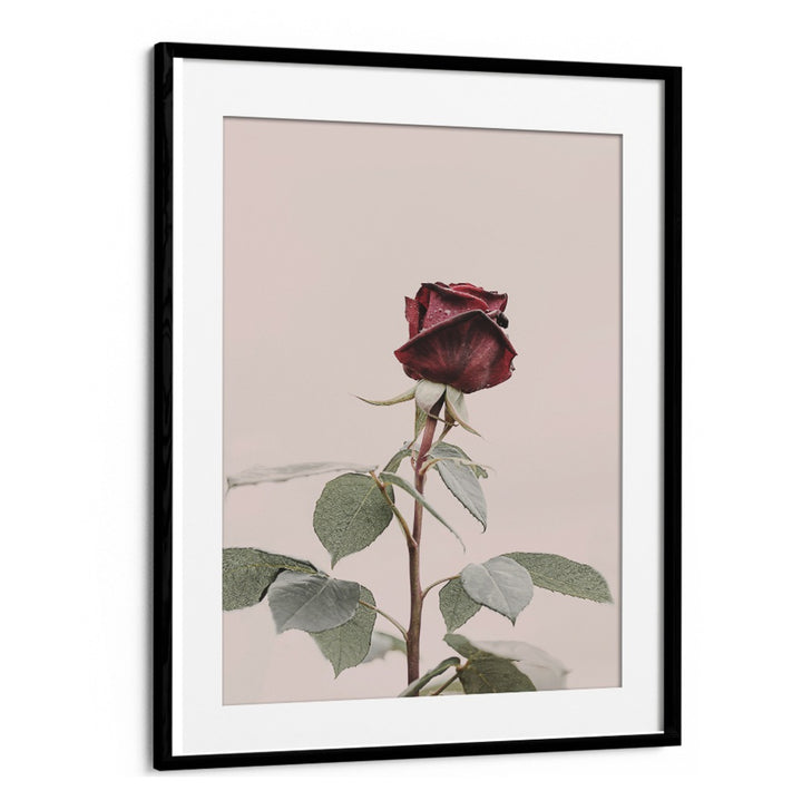 Elegant ROSE, FLORAL FLOWER PAINTINGS showcase a stunning red rose, enhancing any home decor with charm.