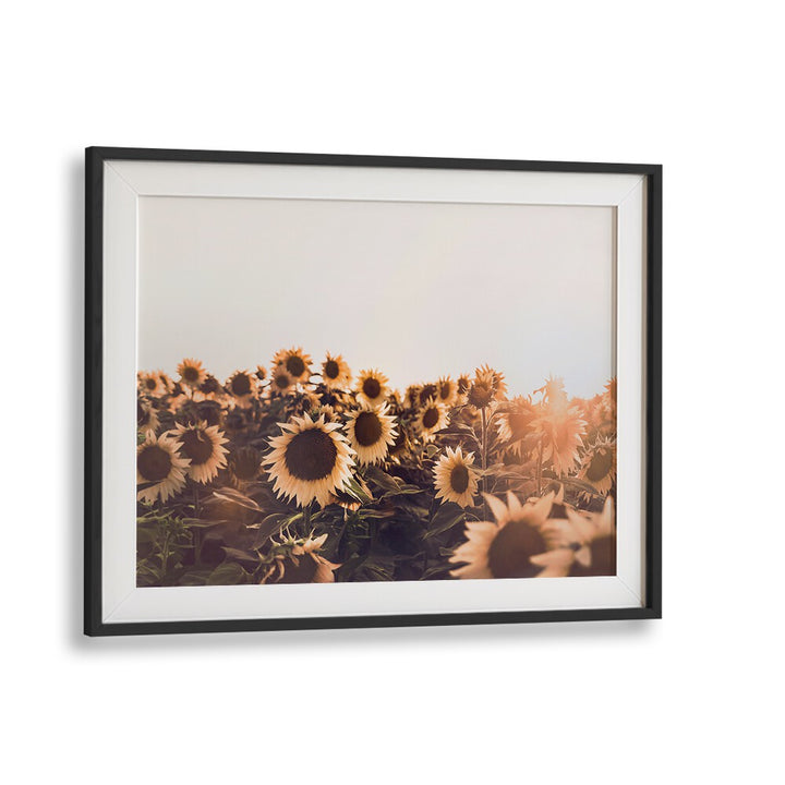 Vibrant SUNFLOWERS II, FLORAL FLOWER PAINTINGS, adding warmth and positivity to your home decor. Perfect for any space.