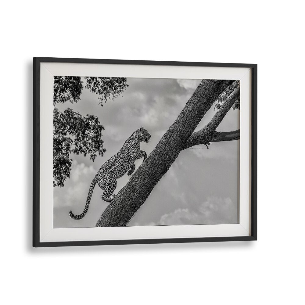 A leopard gracefully climbs a tree, showcasing the essence of CLIMB UP, PHOTOGRAPHY PRINTS for wildlife enthusiasts.