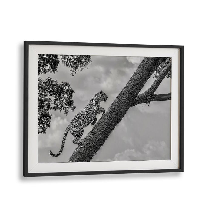 A leopard gracefully climbs a tree, showcasing the essence of CLIMB UP, PHOTOGRAPHY PRINTS for wildlife enthusiasts.