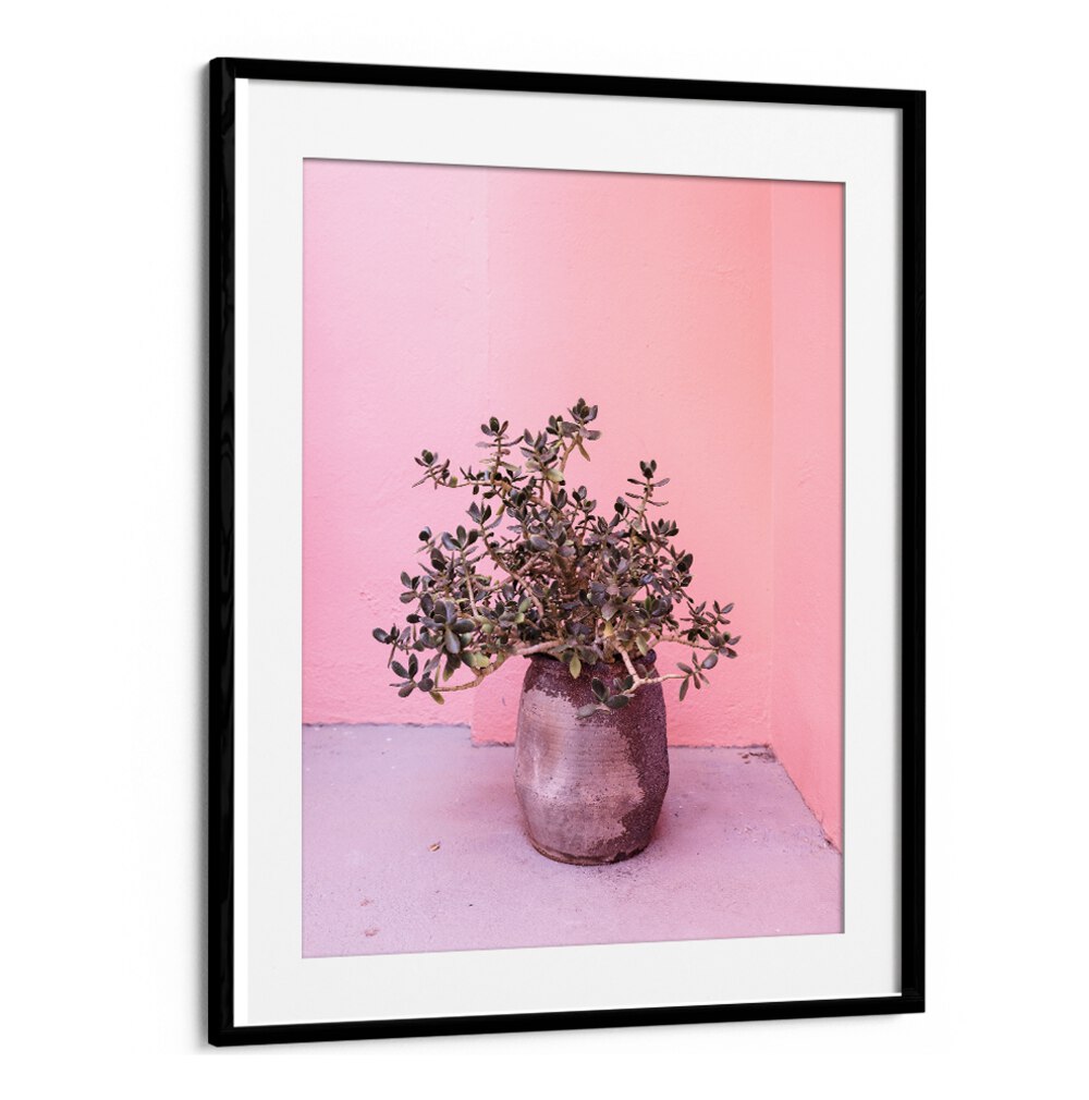 SPANISH RUSTIC SUCCULENT, FLORAL FLOWER PAINTINGS showcased in a stylish pot against a vibrant pink wall.