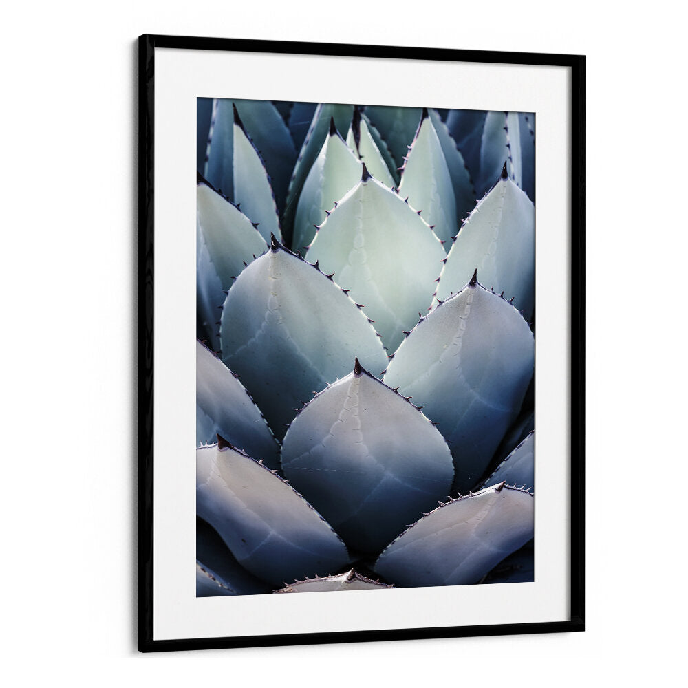 Black Mount framed agave close-up print highlighting AGAVE GEOMETRY , FLORAL FLOWER PAINTINGS in muted teal tones