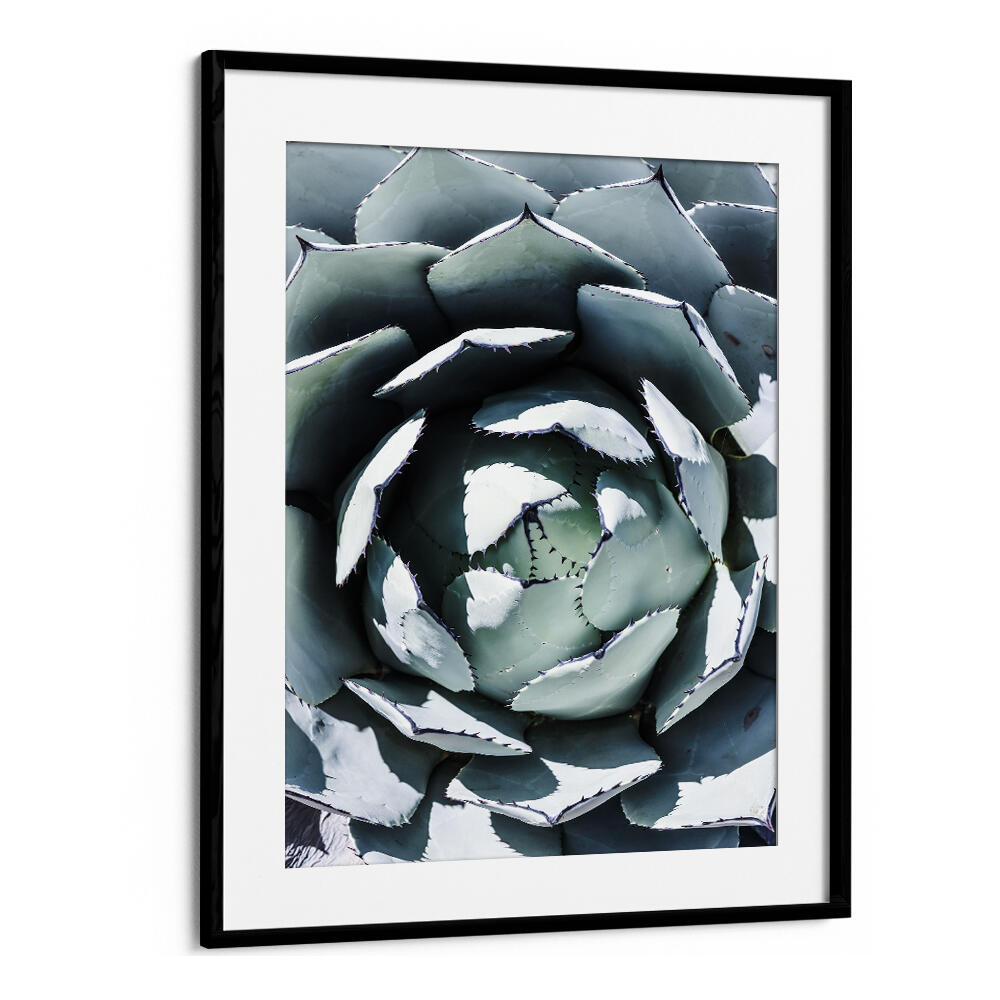 Blackmount AGAVE SPIRAL DANCE , FLORAL FLOWER PAINTINGS framed agave succulent close-up teal white spiral