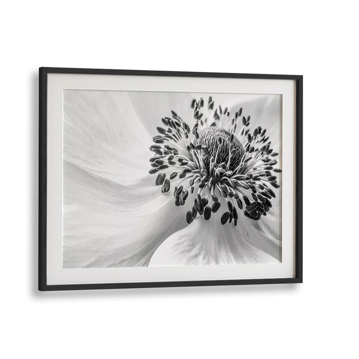 Stunning ANEMONE, FLORAL FLOWER PAINTINGS in black and white, perfect for enhancing your home decor.