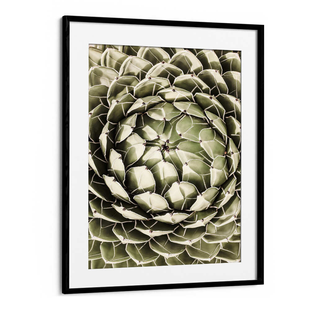 Blackmount GEOMETRIC SUCCULENT , FLORAL FLOWER PAINTINGS framed botanical print of a green rosette succulent