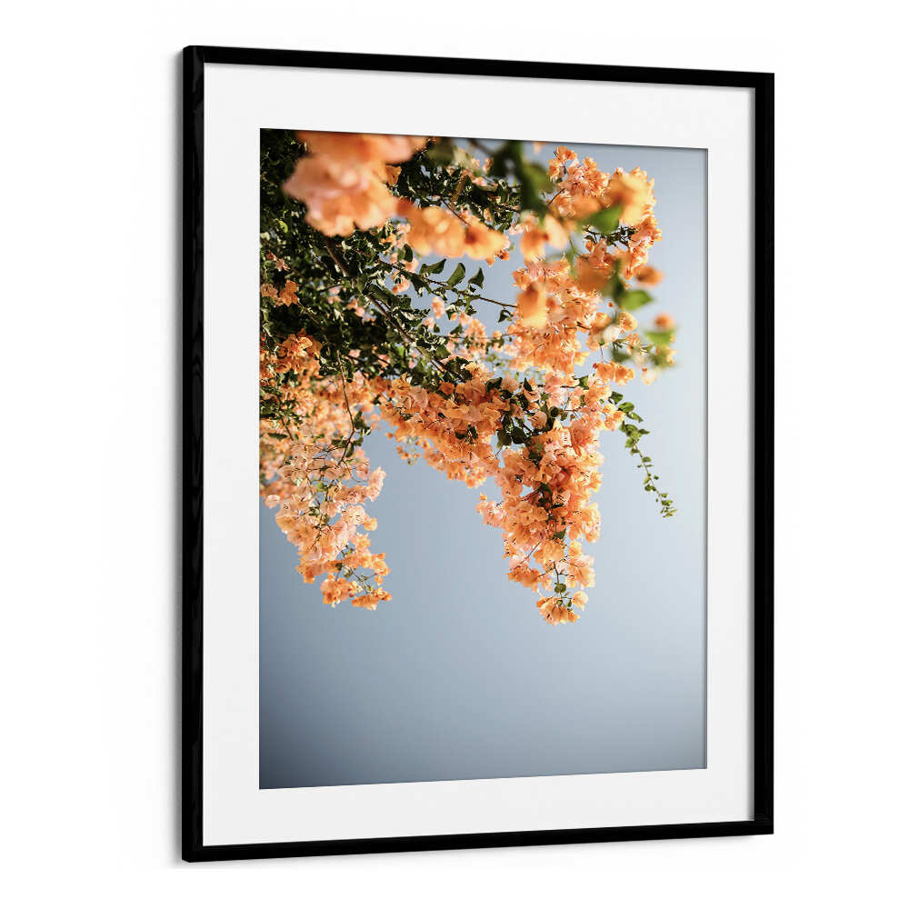 BLACKMOUNT GOLDEN BLOSSOM DANCE , FLORAL FLOWER PAINTINGS framed print of cascading golden-orange blossoms against a pale blue sky