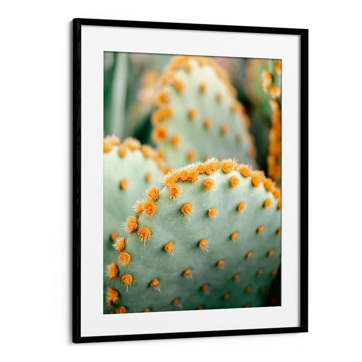 ORANGE AND GREEN II , PHOTOGRAPHY PRINTS