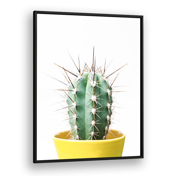 Stunning SPIKEY CACTUS in a yellow pot, perfect for floral flower paintings and enhancing your indoor garden.