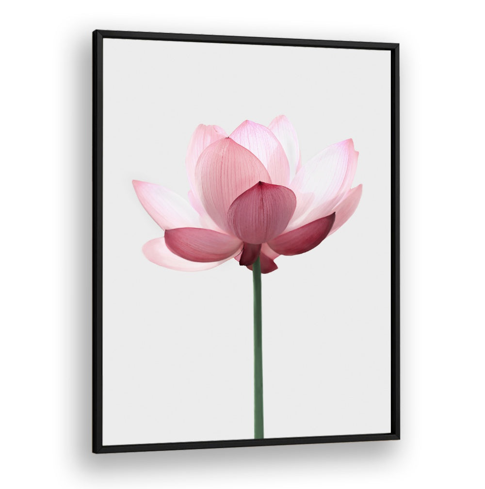 Elegant LOTUS FLOWER, FLORAL FLOWER PAINTINGS capturing serene beauty, perfect for enhancing your space with tranquility.