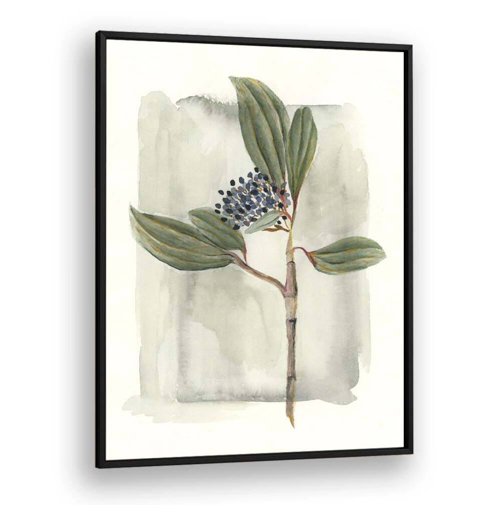 VIBURNUM DAVIDII showcases glossy leaves and vibrant clusters, perfect for enhancing your garden's beauty.