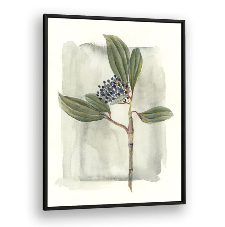 VIBURNUM DAVIDII showcases glossy leaves and vibrant clusters, perfect for enhancing your garden's beauty.