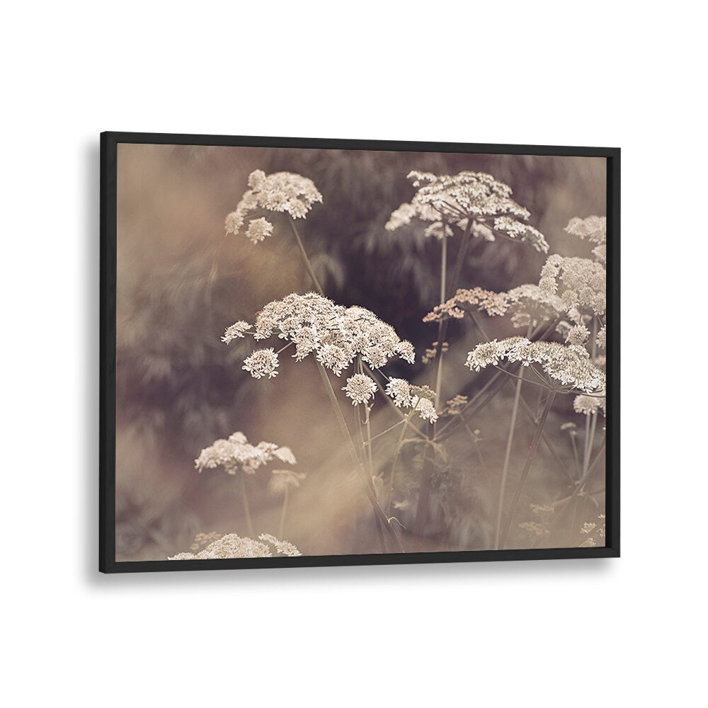 Delicate WILD PARSLEY blooms captured in stunning FLORAL FLOWER PAINTINGS, perfect for enhancing any space.