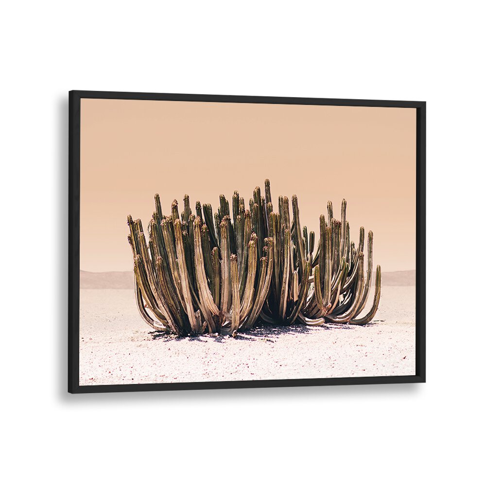 Vibrant PEACH SKY CACTUS, COWBOY artwork showcasing stunning peach hues for your home or garden decor.