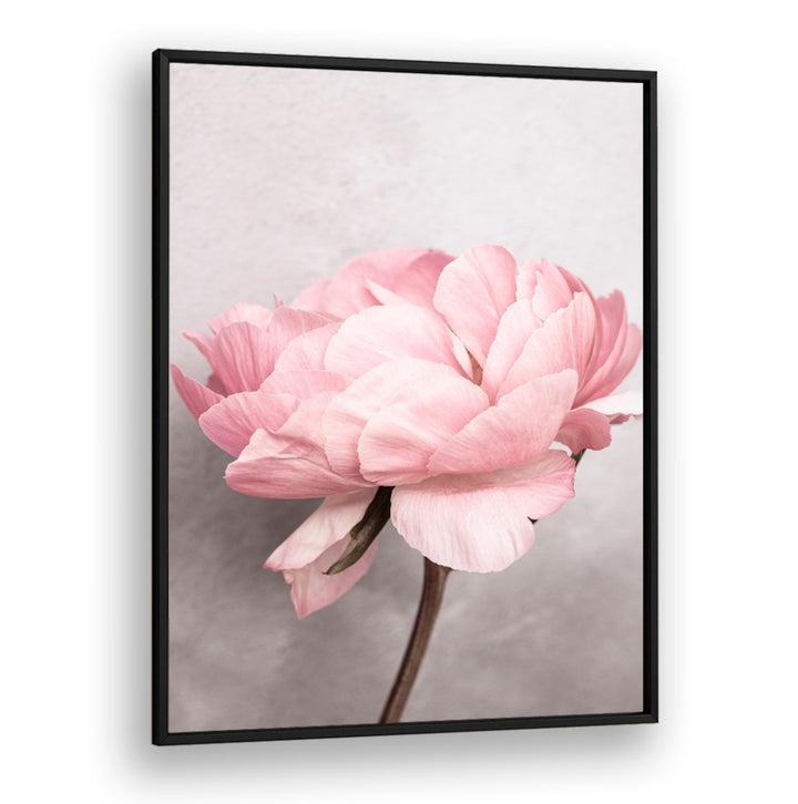 Delight in the soft hues of PEONY, FLORAL FLOWER PAINTINGS that enhance any space with vibrant charm.