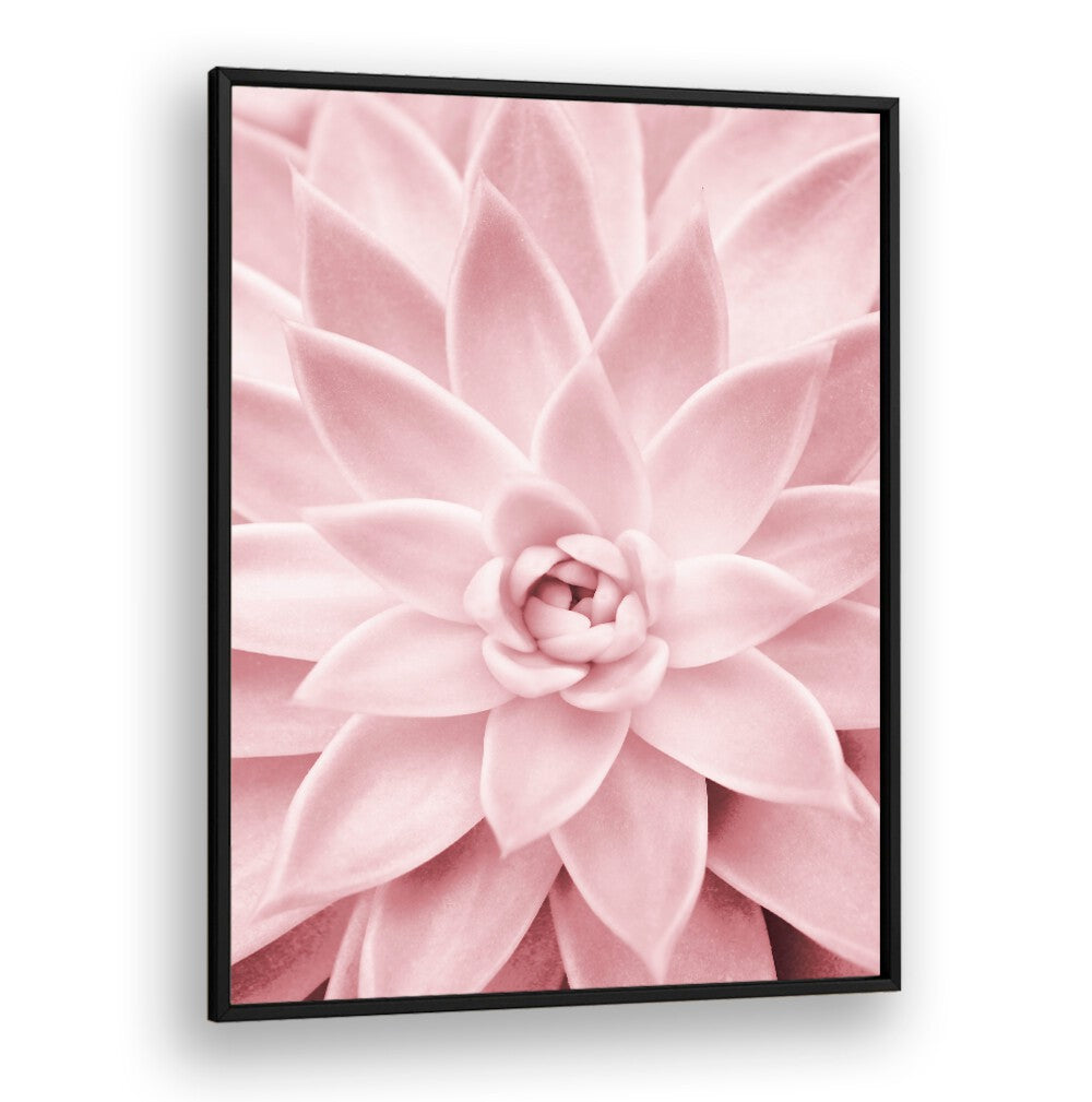 Stunning PINK SUCCULENT, FLORAL FLOWER PAINTINGS elevate home decor with beauty and low-maintenance charm.