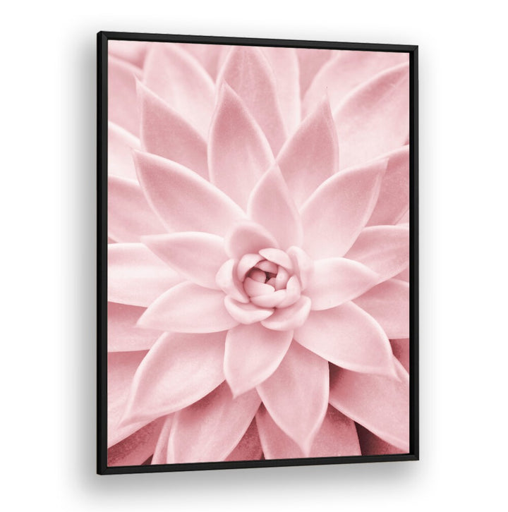 Stunning PINK SUCCULENT, FLORAL FLOWER PAINTINGS elevate home decor with beauty and low-maintenance charm.