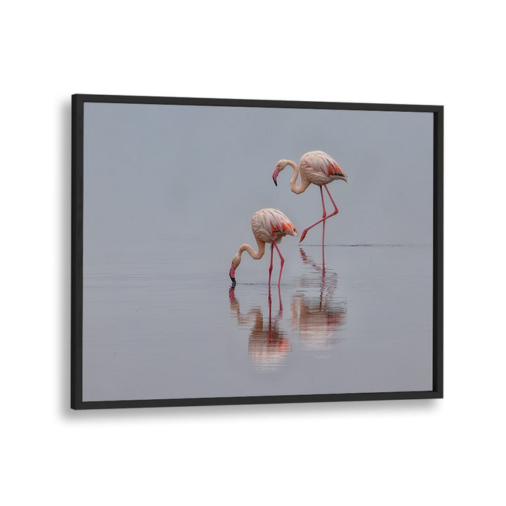 Graceful flamingos wade in calm water, showcasing the beauty of nature in our FLAMINGOS , PHOTOGRAPHY PRINTS.