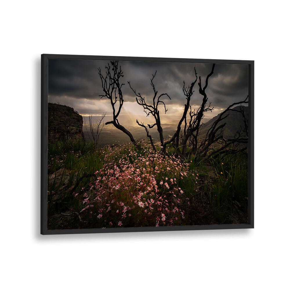 Stunning ACTINOTUS FORSYTHII, PHOTOGRAPHY PRINTS capturing vibrant Flannel Flowers against a dramatic landscape.