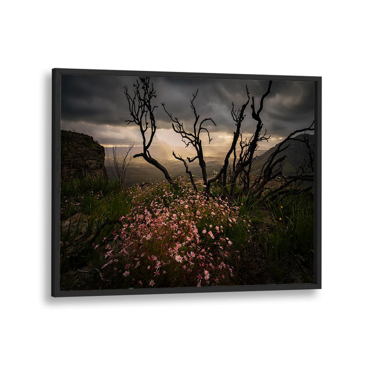 Stunning ACTINOTUS FORSYTHII, PHOTOGRAPHY PRINTS capturing vibrant Flannel Flowers against a dramatic landscape.