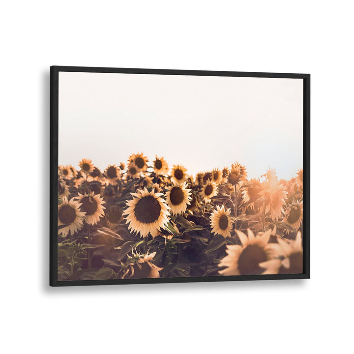 Vibrant SUNFLOWERS II, FLORAL FLOWER PAINTINGS perfect for adding warmth and positivity to your home decor.