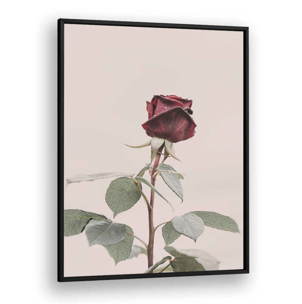 Elegant ROSE, FLORAL FLOWER PAINTINGS add charm to your decor, symbolizing love and beauty in any space.