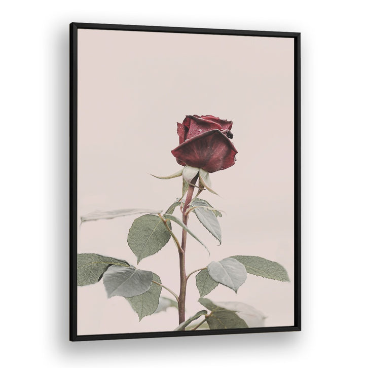 Elegant ROSE, FLORAL FLOWER PAINTINGS add charm to your decor, symbolizing love and beauty in any space.