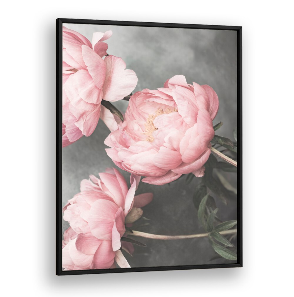 Elegant ROSE II, FLORAL FLOWER PAINTINGS featuring soft pink peonies, perfect for home decor.