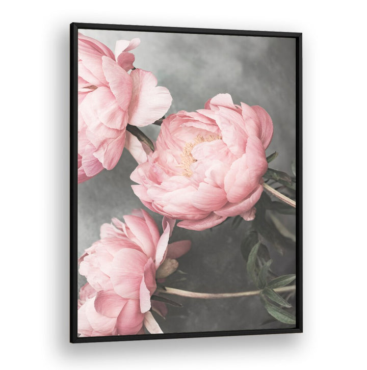 Elegant ROSE II, FLORAL FLOWER PAINTINGS featuring soft pink peonies, perfect for home decor.