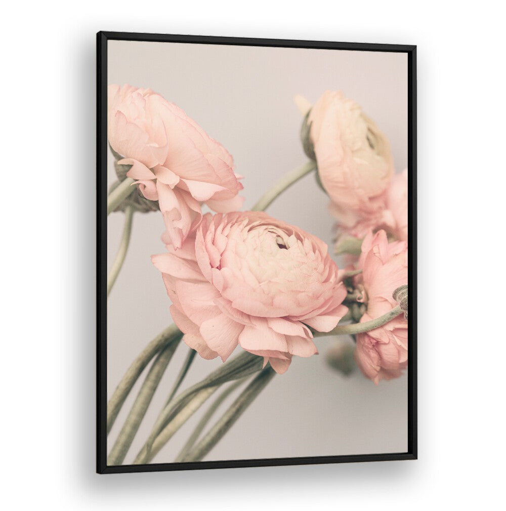Elegant ROSE III, FLORAL FLOWER PAINTINGS showcasing soft pink blooms, perfect for enhancing any space.