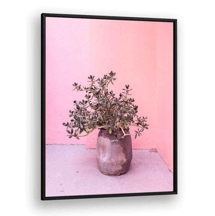 Stylish SPANISH RUSTIC SUCCULENT in a pot against a pink wall, perfect for FLORAL FLOWER PAINTINGS lovers.