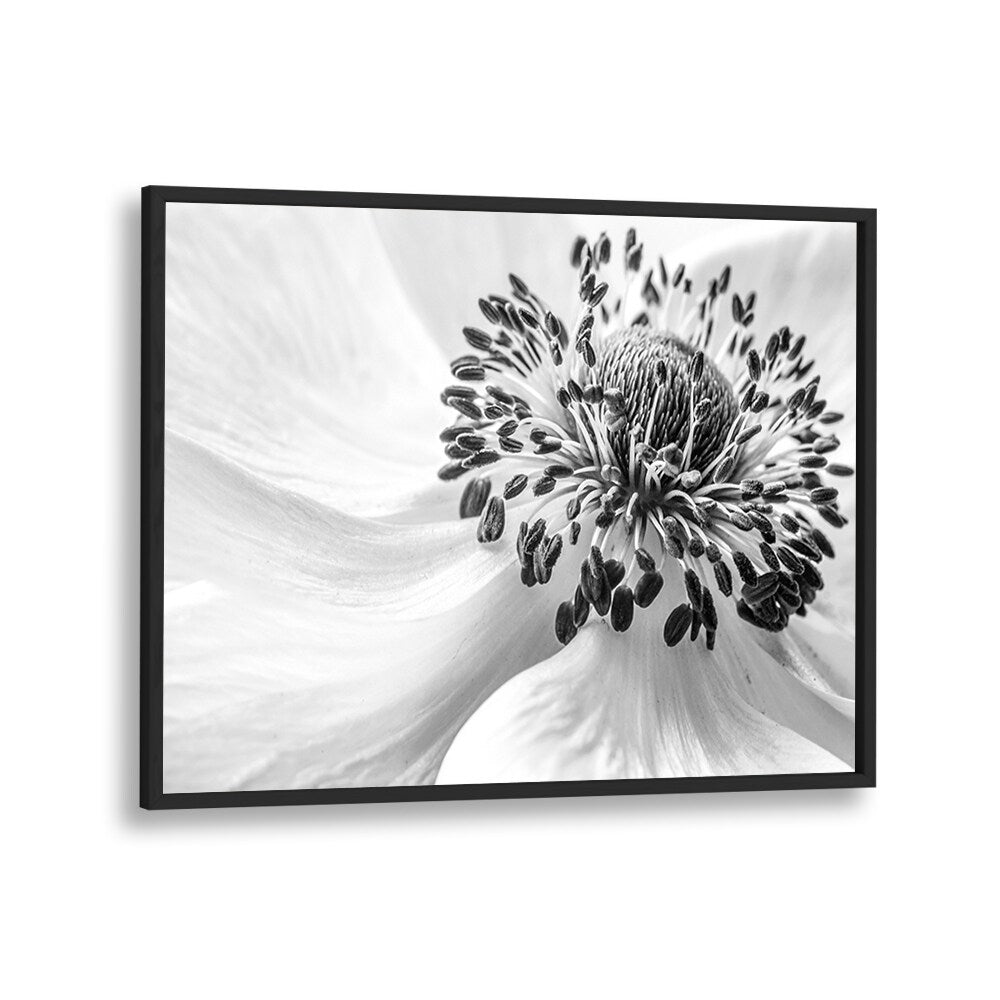 Stunning ANEMONE, FLORAL FLOWER PAINTINGS in black and white, perfect for enhancing your home's decor.