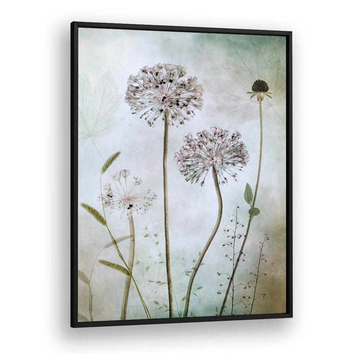 Elegant ALLIUM, FLORAL FLOWER PAINTINGS showcase delicate blooms, perfect for enhancing your home decor.