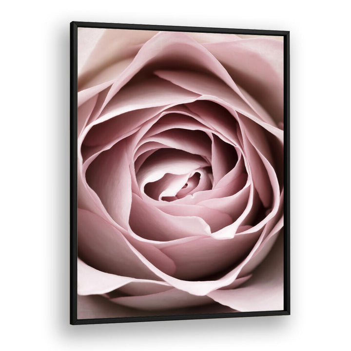 Elegant Pink Rose No IV, Floral Flower Paintings enhance any space with delicate beauty and artistic charm.