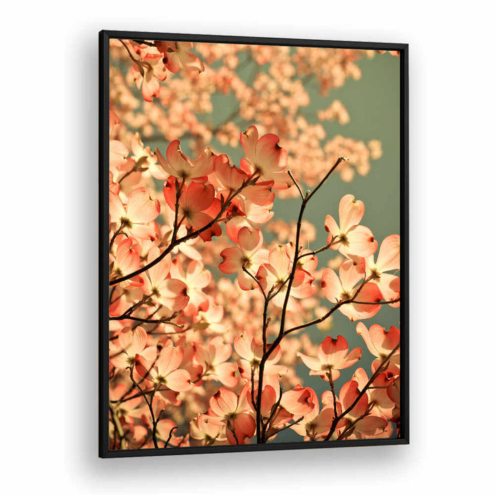 BLOSSOMS AFLOAT , FLORAL FLOWER PAINTINGS