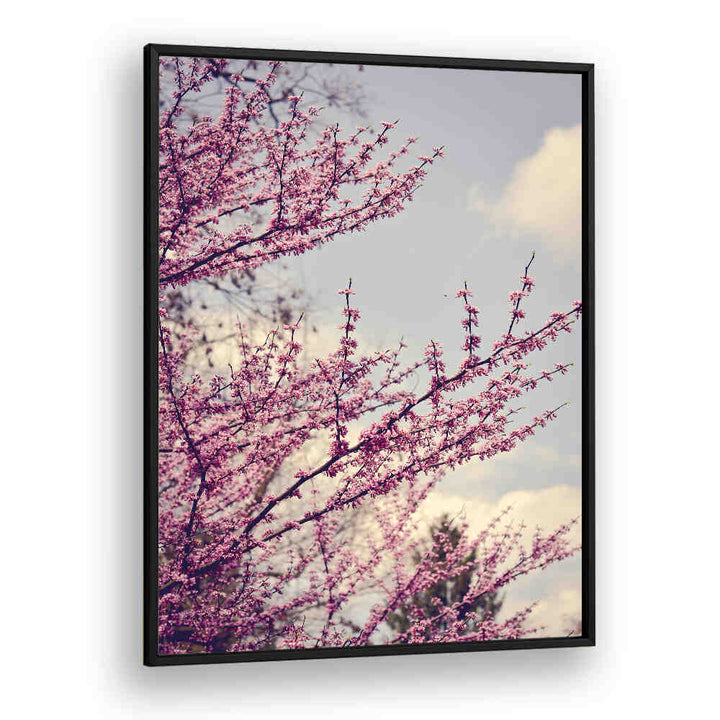 SPRING PHOTOGRAPH , FLORAL FLOWER PAINTINGS