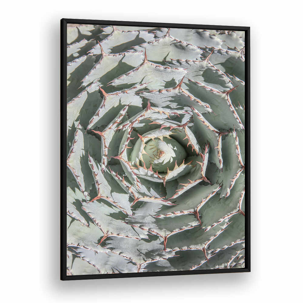 SPIRAL SUCCULENT MAZE , FLORAL FLOWER PAINTINGS framed agave spiral with silvery green leaves, Blackplain wall art