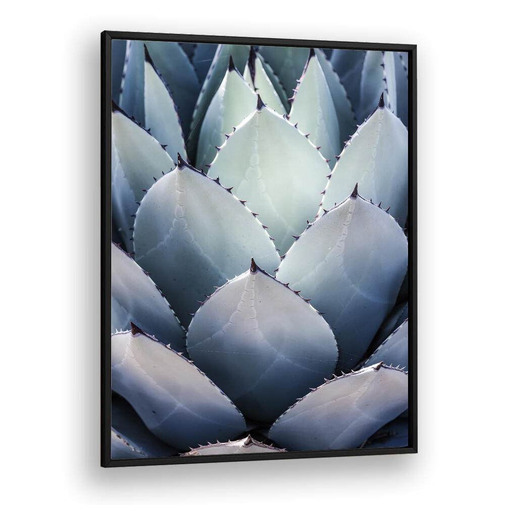 BlackPlain AGAVE GEOMETRY , FLORAL FLOWER PAINTINGS — close-up blue-gray agave leaf pattern