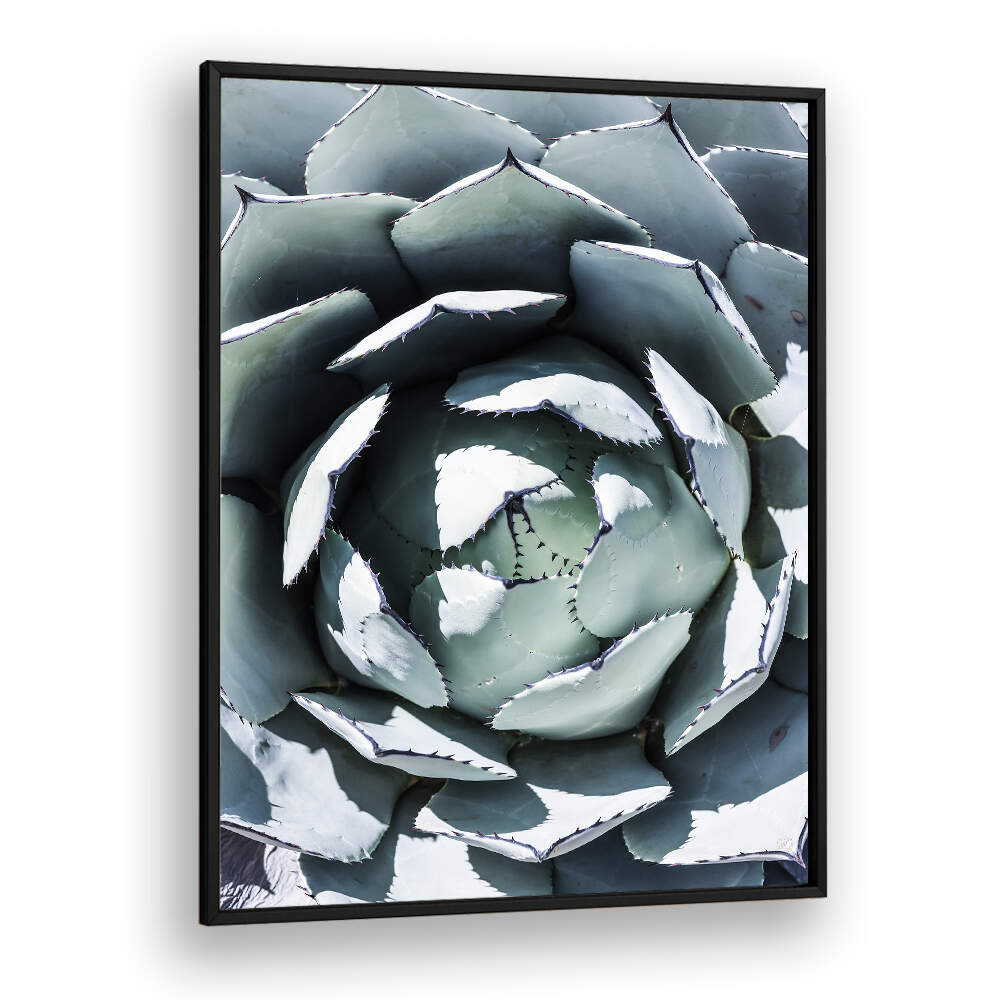 Framed agave spiral close-up wall art titled AGAVE SPIRAL DANCE , FLORAL FLOWER PAINTINGS by Blackplain