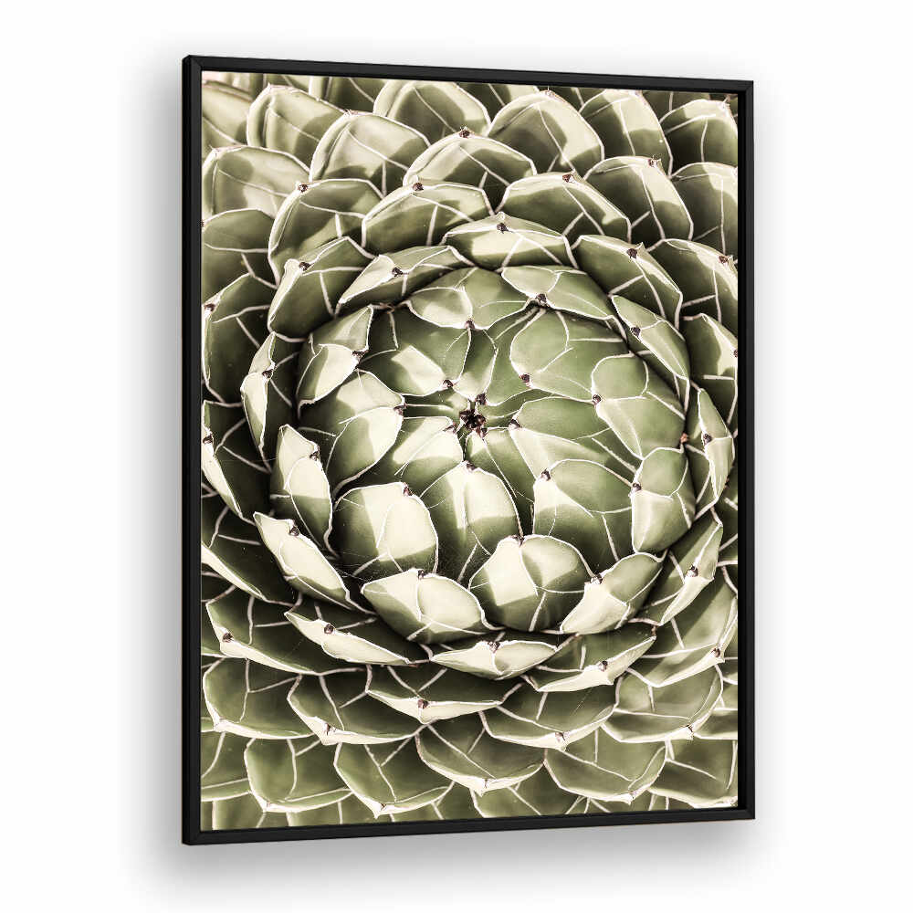 Framed green rosette succulent wall art GEOMETRIC SUCCULENT , FLORAL FLOWER PAINTINGS with black frame