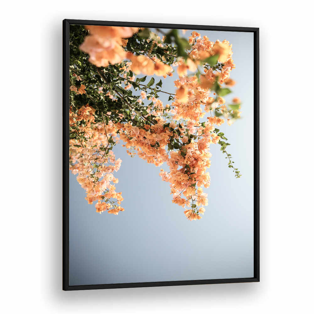 GOLDEN BLOSSOM DANCE , FLORAL FLOWER PAINTINGS framed print of cascading peach blooms against a pale blue sky