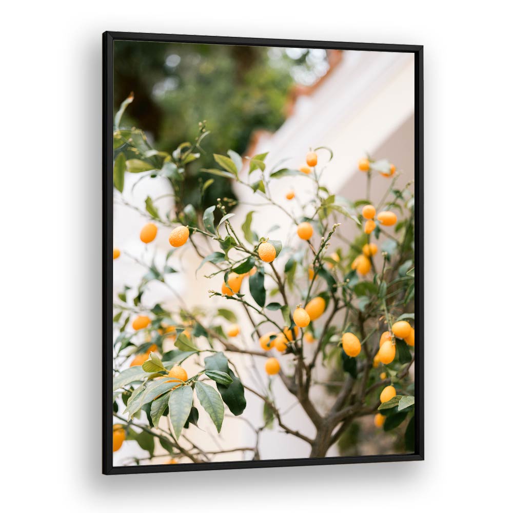 ORANGE CAPRI , PHOTOGRAPHY PRINTS
