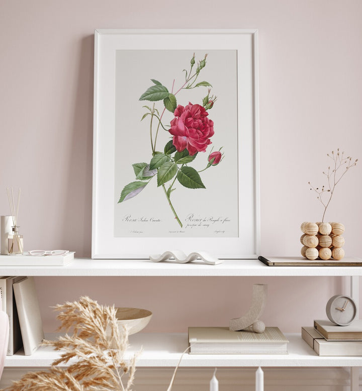Elegant BLOOD-RED BENGAL ROSE , FLORAL FLOWER PAINTINGS adorn a stylish shelf, showcasing botanical beauty in art.