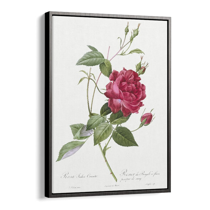 Captivating BLOOD-RED BENGAL ROSE, FLORAL FLOWER PAINTINGS in a sleek black floater frame for elegant decor.