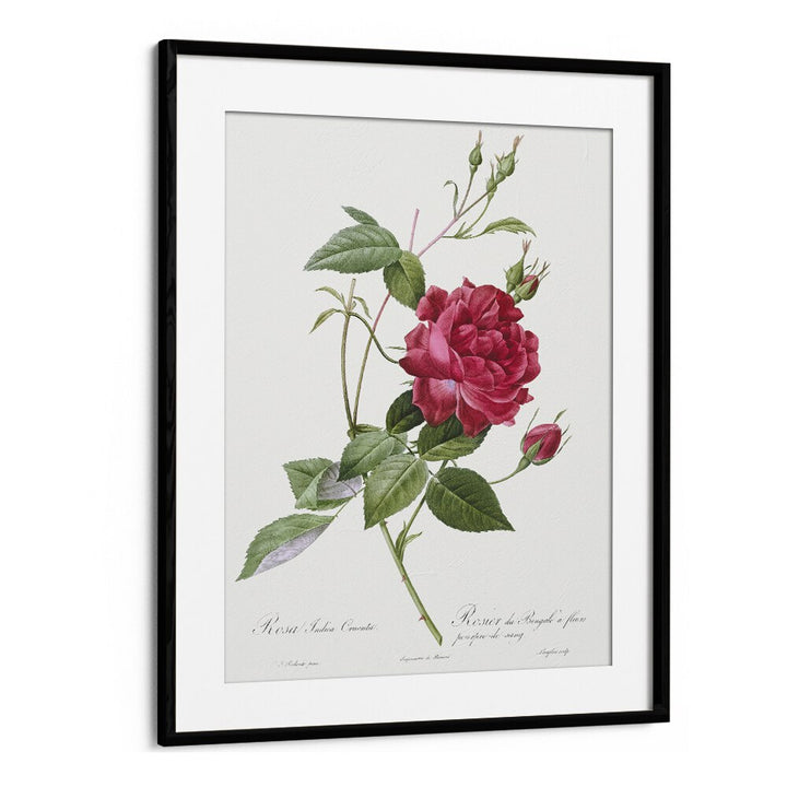 Stunning BLOOD-RED BENGAL ROSE, FLORAL FLOWER PAINTINGS in a sleek black frame, perfect for any art lover's decor.