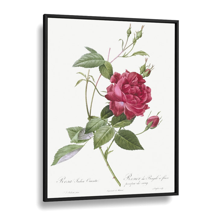 Captivating BLOOD-RED BENGAL ROSE, FLORAL FLOWER PAINTINGS in a sleek black frame, perfect for any art lover's decor.